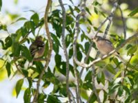 Fringilla coelebs 1.5 km SSE Aderbiyevka, Krasnodar, Russia 20160911_0974