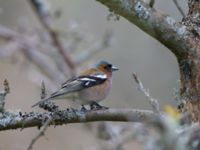 Fringilla coelebs ad male Bäckdala, Simrishamn, Skåne, Sweden 20130428 005