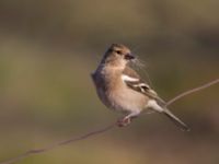 Fringilla coelebs female Gäddängen, Hörby, Skåne, Sweden 20140419_0009