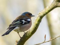 Fringilla coelebs male Stenshuvud, Simrishamn, Skåne, Sweden 20160420_0052