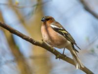 Fringilla coelebs male Sumpskoge, Klagshamns udde, Malmö, Skåne, Sweden 20190405_0003