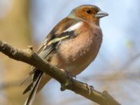 Fringilla coelebs male Sumpskoge, Klagshamns udde, Malmö, Skåne, Sweden 20190405_0011