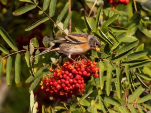 Fringilla montifringilla - Brambling - Bergfink