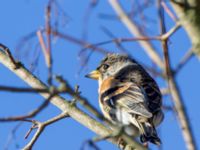 Fringilla montifringilla Almåsa, Malmö, Skåne, Sweden 20150208_0311