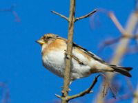 Fringilla montifringilla Almåsa, Malmö, Skåne, Sweden 20150208_0318