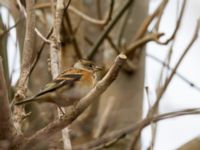 Fringilla montifringilla Terekudden, Bunkeflo strandängar, Malmö, Skåne, Sweden 20150314_0003