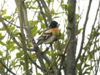 Fringilla montifringilla male Helikopterplattan, Malmö, Skåne, Sweden 20050514 050