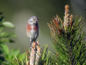 Linaria cannabina - Common Linnet - Hämpling