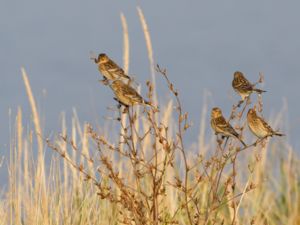 Linaria flavirostris - Twite - Vinterhämpling