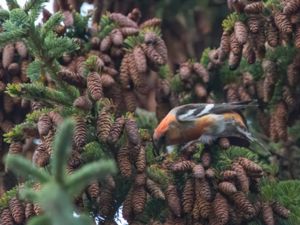 Loxia bifasciata - Two-barred Crossbill - Bändelkorsnäbb