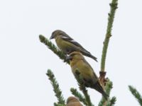 Loxia bifasciata ad female Husie mosse, Malmö, Skåne, Sweden 20170727_0163