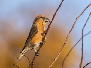 Loxia curvirostra - Common Crossbill - Mindre korsnäbb