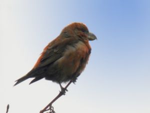 Loxia pytyopsittacus - Parrot Crossbill - Större korsnäbb