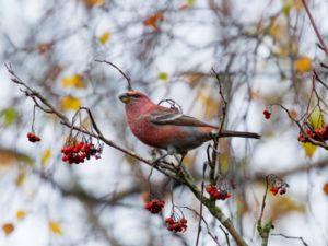 Pinicola enucleator - Pine Grosbeak - Tallbit