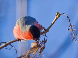 Pyrrhula pyrrhula - Eurasian Bullfinch - Domherre