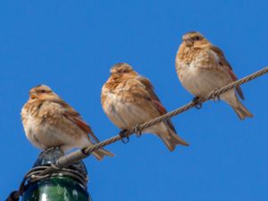 Rhodopechys alienus - African Crimson-winged Finch - Afrikansk bergsökenfink