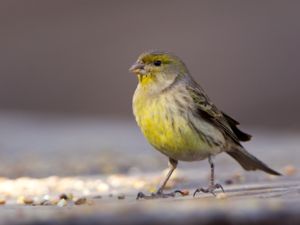 Serinus canaria - Atlantic Canary - Kanariefågel