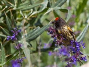 Serinus pusillus - Red-fronted Serin - Rödpannad gulhämpling