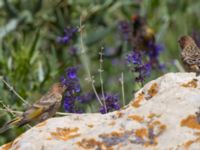 Serinus pusillus juv Ishak Pasha Palace, Turkey 20120702 383