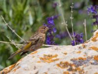 Serinus pusillus juv Ishak Pasha Palace, Turkey 20120702 385