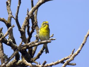 Serinus serinus - European Serin - Gulhämpling