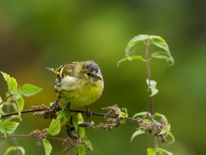 Spinus spinus - Eurasian Siskin - Grönsiska