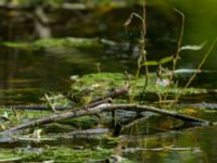 Spinus spinus Södra Ribersborg, Malmö, Skåne, Sweden 20171005B_0063