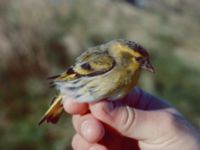 Spinus spinus ad male Sotemosse, Skurup, Skåne, Sweden 19920824