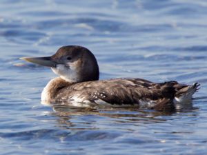 Gavia adamsii - Yellow-billed Loon - Vitnäbbad islom