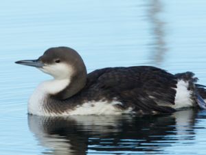 Gavia arctica - Black-throated Loon - Storlom