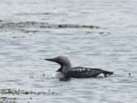 Gavia arctica ad Dalen, Gröthögarna, Båstad, Skåne, Sweden 20190601_0029