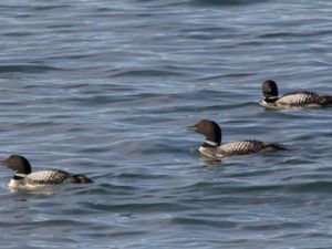 Gavia immer - Great Northern Loon - Svartnäbbad islom