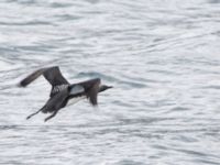 Gavia pacifica Resurrection Bay, Seward, Alaska, USA 20140616_0198