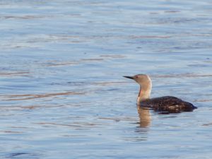 Gavia stellata - Red-throated Loon - Smålom