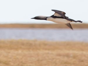 Gavia pacifica - Pacific Loon - Stillahavslom