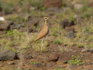 Cursorius cursor - Cream-coloured Courser - Ökenlöpare