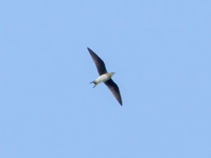 Glareola nordmanni - Black-winged Pratincole - Svartvingad vadarsvala