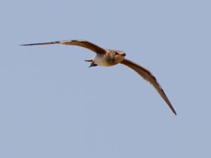 Glareola pratincola - Collared Pratincole - Rödvingad vadarsvala