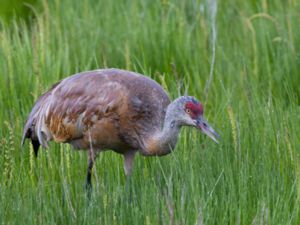 Grus canadensis - Sandhill Crane - Prärietrana