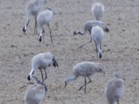 Grus canadensis Västerby, Sala, Västermanland, Sweden 20140504B_0052