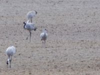 Grus canadensis Västerby, Sala, Västermanland, Sweden 20140504B_0063