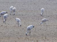 Grus canadensis Västerby, Sala, Västermanland, Sweden 20140504_0067