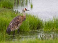 Grus canadensis canadensis Kenai mudflats, Homer, Alaska, USA 20140617_0824