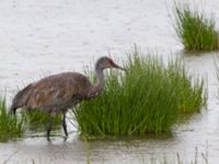 Grus canadensis canadensis Kenai mudflats, Homer, Alaska, USA 20140617_0879