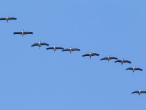 Grus grus - Common Crane - Trana