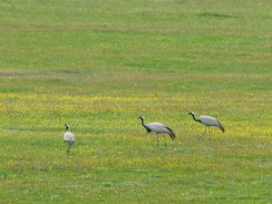 Grus virgo - Demoiselle Crane - Jungfrutrana