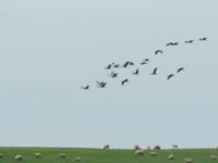 Grus virgo Lake Kopatadze, Kvemo Kartli, Georgia 20180429_0042