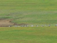 Grus virgo Lake Kopatadze, Kvemo Kartli, Georgia 20180429_0084