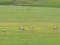 Grus virgo Lake Kopatadze, Kvemo Kartli, Georgia 20180429_0094