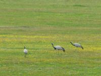 Grus virgo Lake Kopatadze, Kvemo Kartli, Georgia 20180429_0096